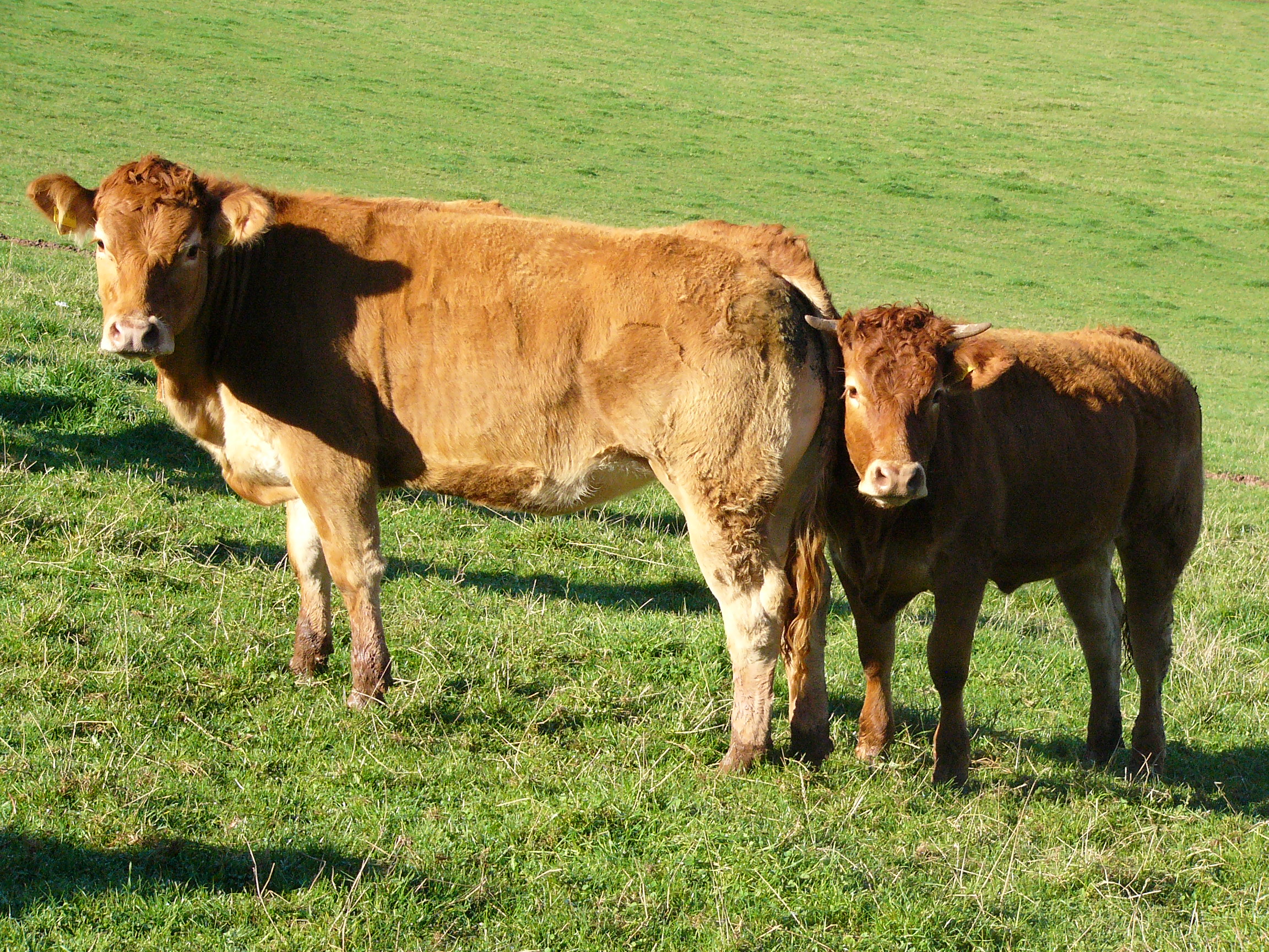 Kuh und Kälbchen auf einer Weide